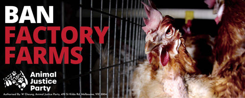 Bumper Sticker: Ban Factory Farms Chickens