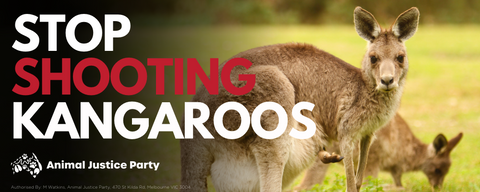 Bumper Sticker: Stop Shooting Kangaroos