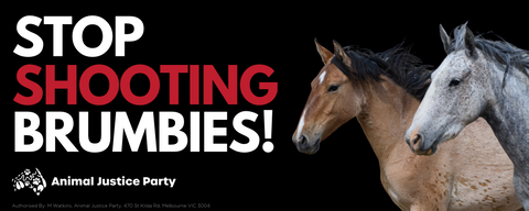 Bumper Sticker: Stop Shooting Brumbies!