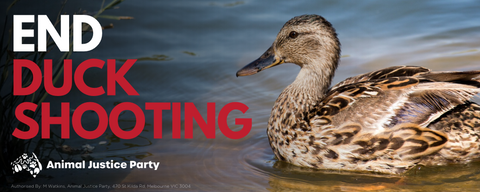 Bumper Sticker: End Duck Shooting
