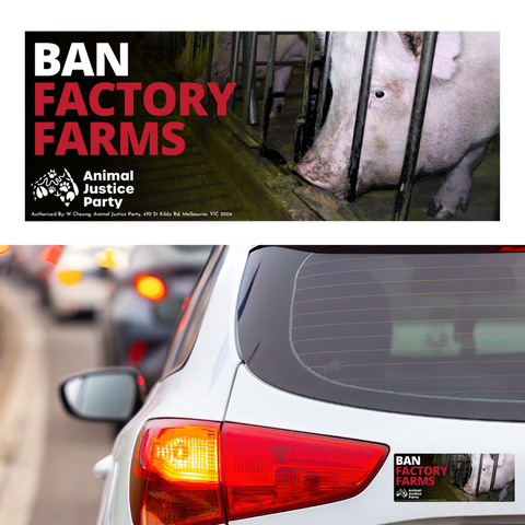 Bumper Sticker: Ban Factory Farms Pigs